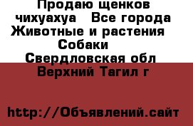 Продаю щенков чихуахуа - Все города Животные и растения » Собаки   . Свердловская обл.,Верхний Тагил г.